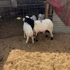 للبيع شاه تحتها واحد
