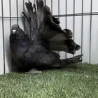 رقاصي امريكي