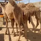 حشو للبيع