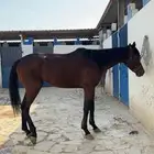 حصان انقليزي
