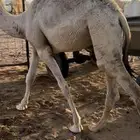 قعود قصب عمره