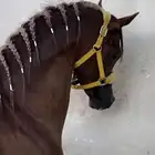 خيل للبيع عربي اوراق