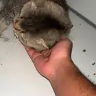 قط سكوتش لتبنيي