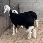 رخال نجد صنف(( تم البيع ))