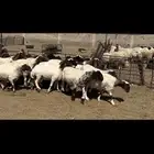 غنم نعيم دفيع