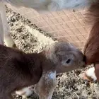 جفره مصريه داغوره ترضع من المعزا 500