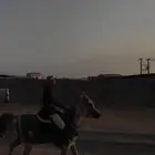 حصان شعبي