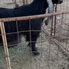 تيس فحل عارضي خصصصم   تم البيع