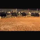 عرض نجد صنف مضاريع شرط سونار