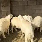 ذبايح تمايم وثلاجة زبده للبيع
