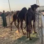 قعدان طيبه للبيع