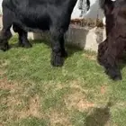 للبيع جذع عارضي كفووو