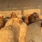 ذبائح