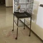 قفص ببغاء