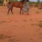 فرس عربيه مشباه ترفض الفحل