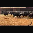 عرض بيع ثنوات وربعيات مع فحلها مشروط