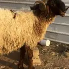 فحل نعيمي مشروط