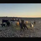 مراح معزا بدويه بعياله. تم البيع