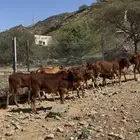 بقر تاسيس مراح فواخر.