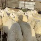 طليان جبره للعيد مناسبات ( تم البيع )