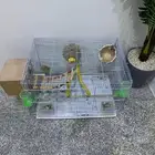 زوج مشروط ماعه بيض5 حبات قريب بيفقصوان باذن الله اسوم