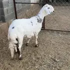 مشروع فحل