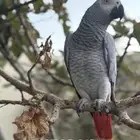 ببغاع مفقود كاسكو في إسكان الخارش