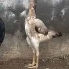 ثنتين دجاج شامو ياباني