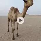ناقة عمانية عشرا تحتها قعود