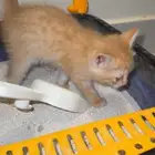 قطة صغيرة للبيع مع اغراضها