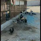 دجاج بلدي