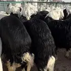 نجد وحري وزن جبره ناهية طائفية