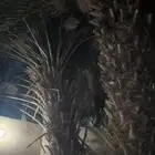 نخل منتج كبير للبيع