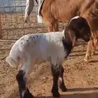 داغور