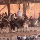 للبيع أنواع الطيور دجاج بط سمان