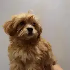كلاب مالتيبو maltipoo puppy