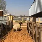 خروف نعيمي فاخر
