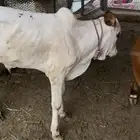 عجل وبقره منتوج فاخرة