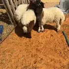 خرفان 4 نعيم طيبات شعره وطرف ظهر حد الغلاق نظيف وطيب