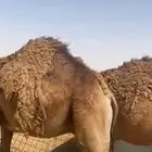 حشو قعدان للبيع