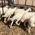 بهم حري طيب