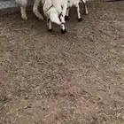 3 طليان مناسبات فل شحم وطراف ونظاف