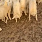 طليان طيبه سمان شعره وطرف العدد 21(تم البيع)