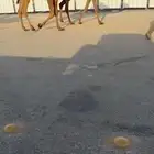 للبيع البكار العدد 5