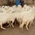 غنم ضان طيبه دفيع باذن الله العدد 29
