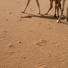 ضرايب رمانيات