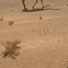 ضروبه ثنيه السوم 12500