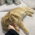 قط للتبني