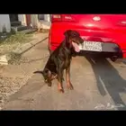 كلبة دوبرمان للبيع