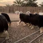 نجد صنف